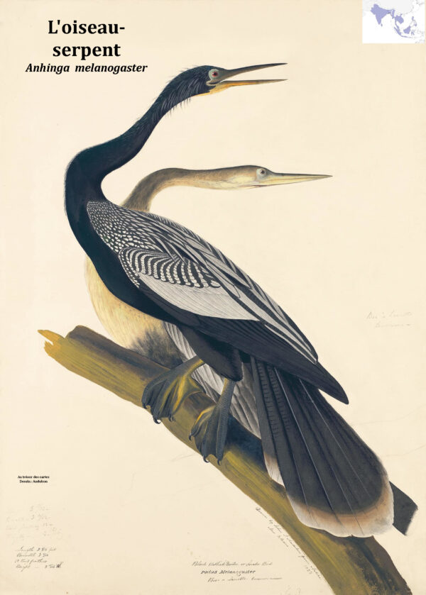 L'oiseau - serpent (J.J. Audubon)
