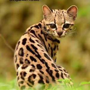 Le poster d'un Margay, petit félin d’Amérique latine