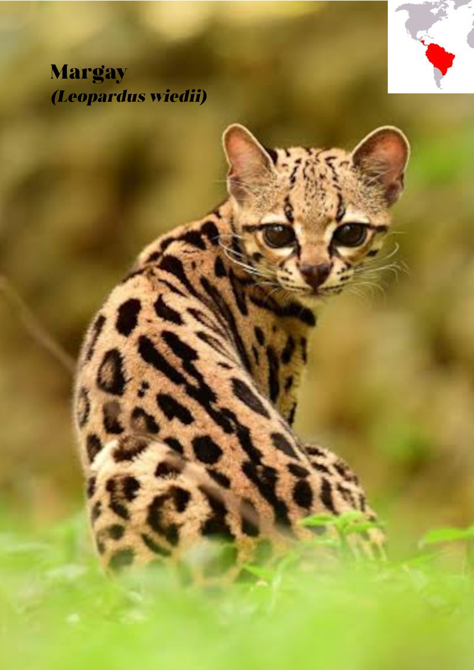 Le poster d'un Margay, petit félin d’Amérique latine